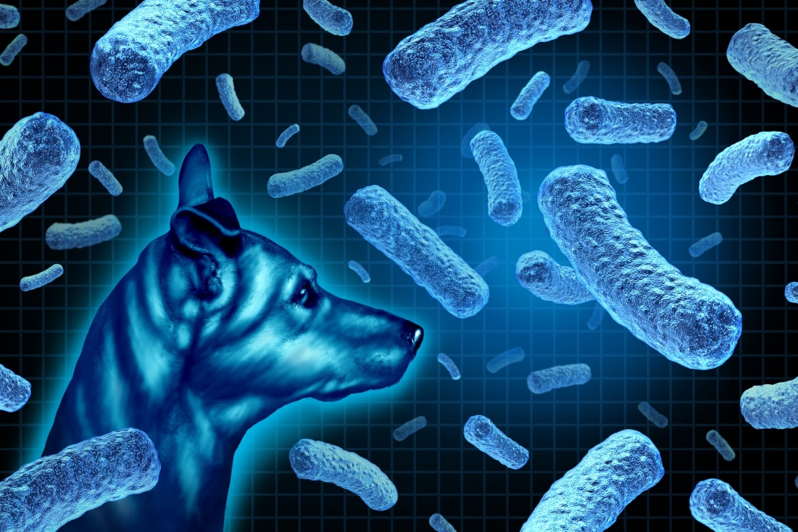 Disbiosi nel cane e nel gatto e trapianto di microbiota fecale per i disturbi gastrointestinali: di cosa si tratta?